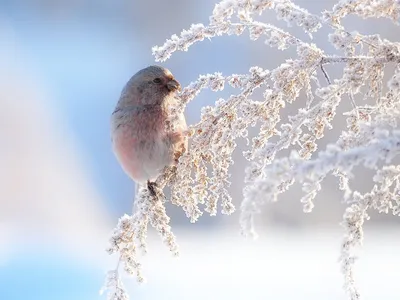 2017-03-25 - widescreen wallpaper bird - #1943182 | Bird, Winter bird,  Nature birds