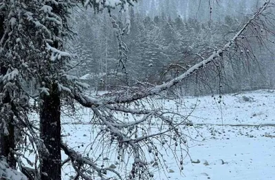 Зима вернулась в марте | Пейзажи, Фотографии задних планов, Снегопад