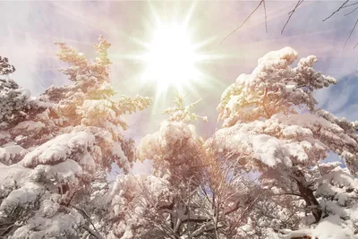 Зимнее солнцестояние красивый снег плывет свежий мечтательный фон Обои  Изображение для бесплатной загрузки - Pngtree