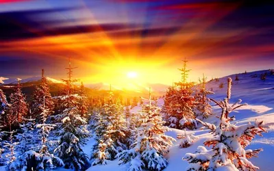 Зимнее Солнцестояние — стоковые фотографии и другие картинки Зимнее  солнцестояние - Зимнее солнцестояние, Без людей, Ветвь - часть растения -  iStock