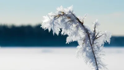 Плакат Зимнее солнцестояние День зимнего солнцестояния простой Литература  Фон Обои Изображение для бесплатной загрузки - Pngtree