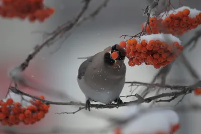 Зимняя сказка: житель Запорожья запечатлел птиц и животных на заснеженной  Хортице | Суббота ПЛЮС