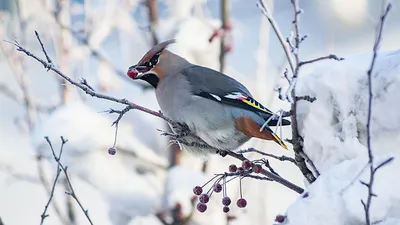 Зимние деревья и гнездо птиц на ветвях деревьев Стоковое Фото - изображение  насчитывающей природа, шарж: 164939238