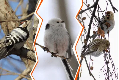 Зимние картинки с птицами и деревьями фотографии