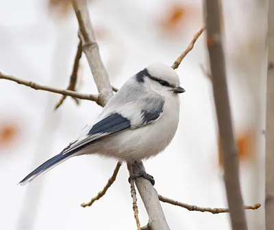 Самые красивые зимние птицы ЯНАО: фотоподборка