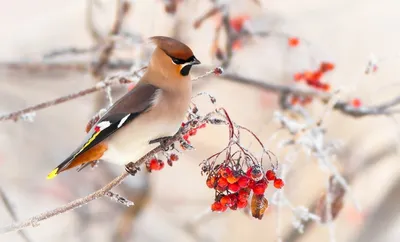 Зимние птицы, март.