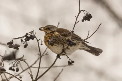 ❄ Птицы в живописи 🦉🌤❄ 😊... - Рисовать могут ВСЕ | Facebook