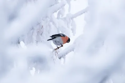 иллюстрация красивой зимней птицы снегирь PNG , веселый, сезонное,  праздничный день PNG картинки и пнг рисунок для бесплатной загрузки