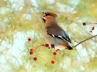 Зимние картинки с птичками красивые - 70 фото