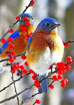 Зимние птицы 2 | Фотосайт СуперСнимки.Ру