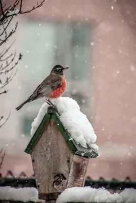 Картинки зимнего утра с птицами (45 фото) » Красивые картинки, поздравления  и пожелания - Lubok.club