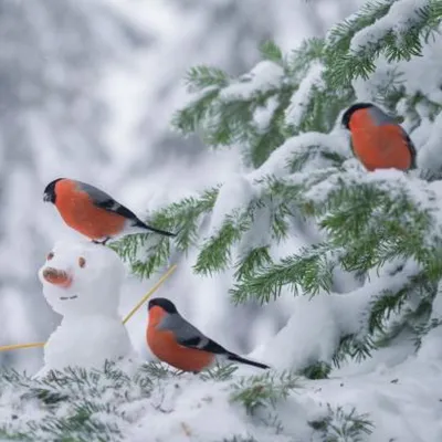 Зимний Пейзаж Знаменем Мелкими Птицами Векторное изображение ©imagoaiva  177821484