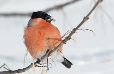 Раскраска зима птицы едят корм...