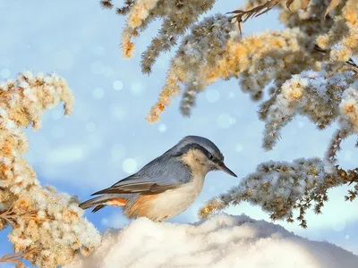Зимние птицы Омской области. Фотограф Andrey