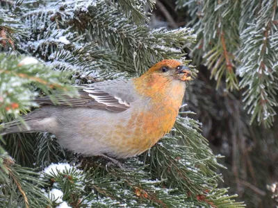 Как живут птицы зимой?