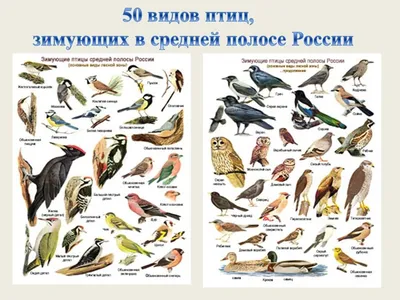 Зимние птицы города стоковое фото. изображение насчитывающей людск -  165716456