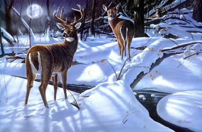 Животные в зимнем лесу картинки - 68 фото