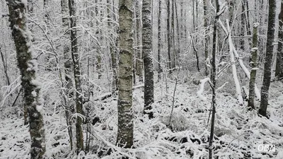 Зима в лесу, звери готовятся к новому году лиса птица Раскраски зимушка зима