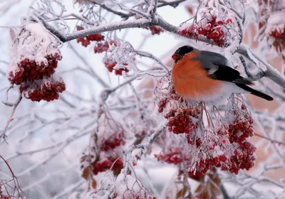 Картинки рады снегу зверь и птица (67 фото) » Картинки и статусы про  окружающий мир вокруг