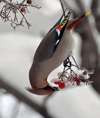 Beautiful birds, Pretty birds, Nature birds