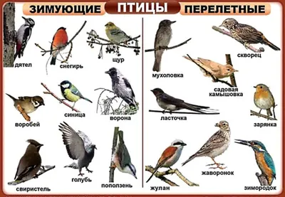 Зимующие птицы России – список, названия, описание, особенности, образ  жизни, фото и видео - Научно-популярный журнал: «Как и Почему»