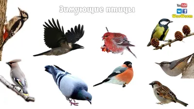 Фото: Какие птицы зимуют в Якутске — ЯСИА