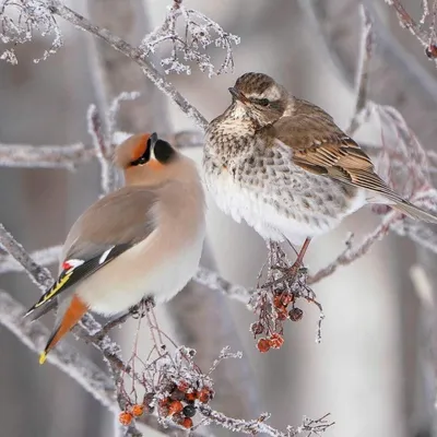 Какие птицы прилетают зимой? Зимние птицы - кочевники | Природа и экология  | annie_wild_life | Дзен