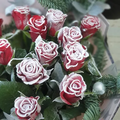 Зимние розы картинки фотографии