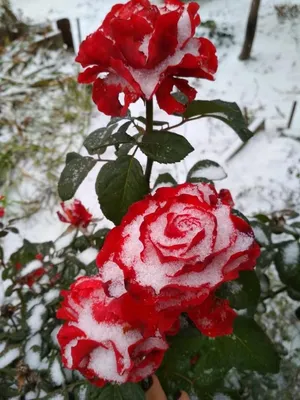 Зимние розы. Купить букет цветов с быстрой доставкой в Хабаровске