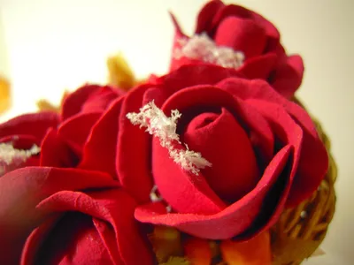 Зимние розы, Цветы и подарки в Мытищах, купить по цене 2400 RUB, Монобукеты  в Каталея с доставкой | Flowwow