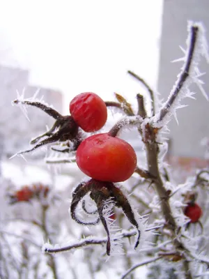 Бесплатные Зимние розы стоковые фотографии | FreeImages