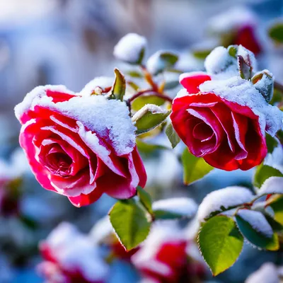 Розы Зимние Расцветает - Бесплатное фото на Pixabay - Pixabay