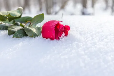 Зимний букет роз: цена, заказать с доставкой по Марксе в интернет-магазине  Cyber Flora®