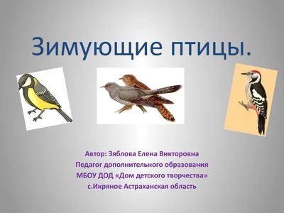 Зимующие птицы астраханской области - 78 фото