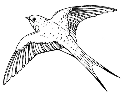 Рисунок зимующие птицы (49 фото) » Рисунки для срисовки и не только
