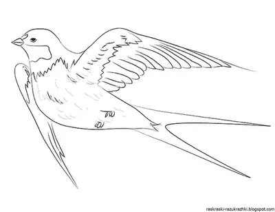 Перелетные птицы рисунок карандашом - 78 фото