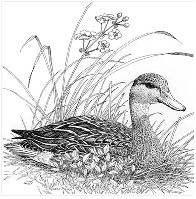 Рисунок на тему перелетные птицы для дошкольников (48 фото) » рисунки для  срисовки на Газ-квас.ком