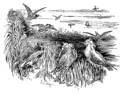 Перелетные птицы рисунок карандашом - 78 фото