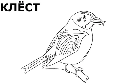 Снегирь птица рисунок для детей карандашом (44 фото) » Рисунки для срисовки  и не только