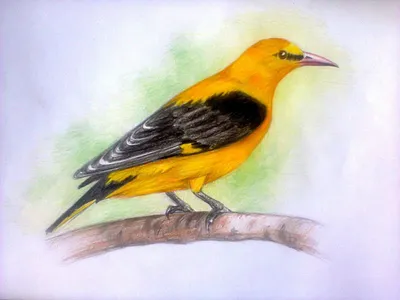 Идеи для срисовки зимние птицы легкие (90 фото) » идеи рисунков для  срисовки и картинки в стиле арт - АРТ.КАРТИНКОФ.КЛАБ