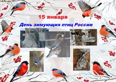 Зимующие птицы России. Литур Указка.Ру