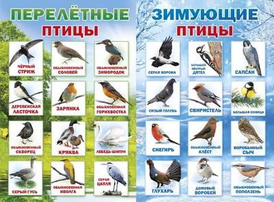 Птицы Тюменского края» НОД в подготовительной группе