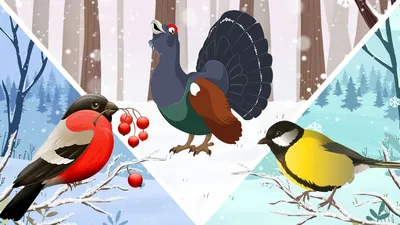 Зимующих птиц подсчитывают калужане в рамках орнитологической акции |  ОБЩЕСТВО: Природа | ОБЩЕСТВО | АиФ Калуга
