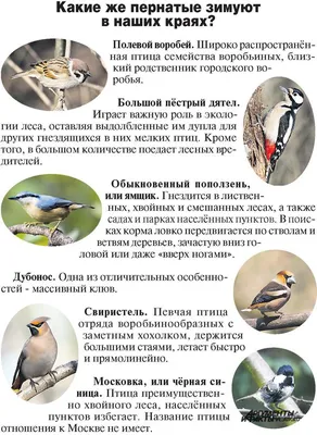 Птицы северо запада россии - 71 фото