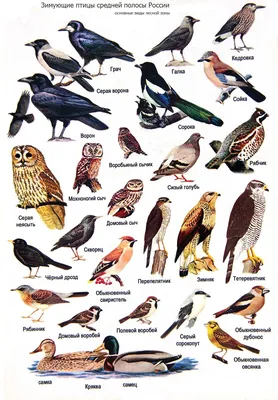 Птицы югры - 65 фото: смотреть онлайн
