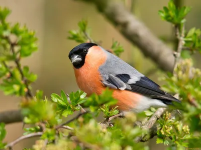 Птицы которые водятся в лесу (36 фото) - красивые фото и картинки  pofoto.club