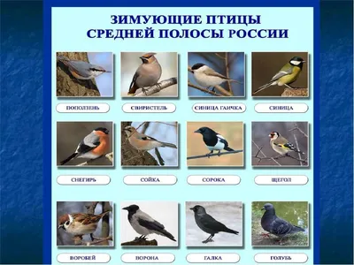 https://klau.club/58387-zimujuschie-pticy-vladimirskoj-oblasti.html