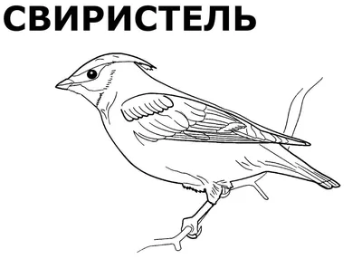 Соловей зимующая птица - 69 фото