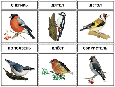 Комплект развивающий ПРИРОДА. ЗИМУЮЩИЕ ПТИЦЫ для проведения познавательных  занятий и игр для детей дошкольного возраста в детских садах и дома -  купить с доставкой по выгодным ценам в интернет-магазине OZON (829735788)