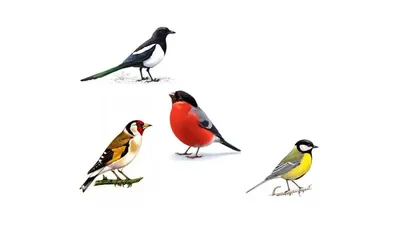 Экологический час «Зимующие птицы» | 12.11.2023 | Первоуральск - БезФормата